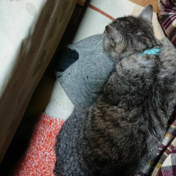 4a6e9d0c a4b7 4207 840c 60e3c27ee833 1576150094966