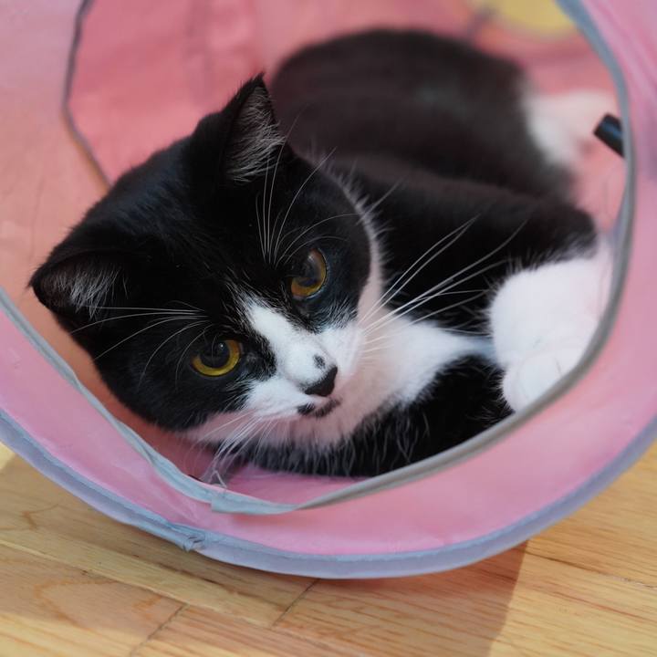 4a6f4368 6983 4e47 8806 ad71d2d99489 1624937782793