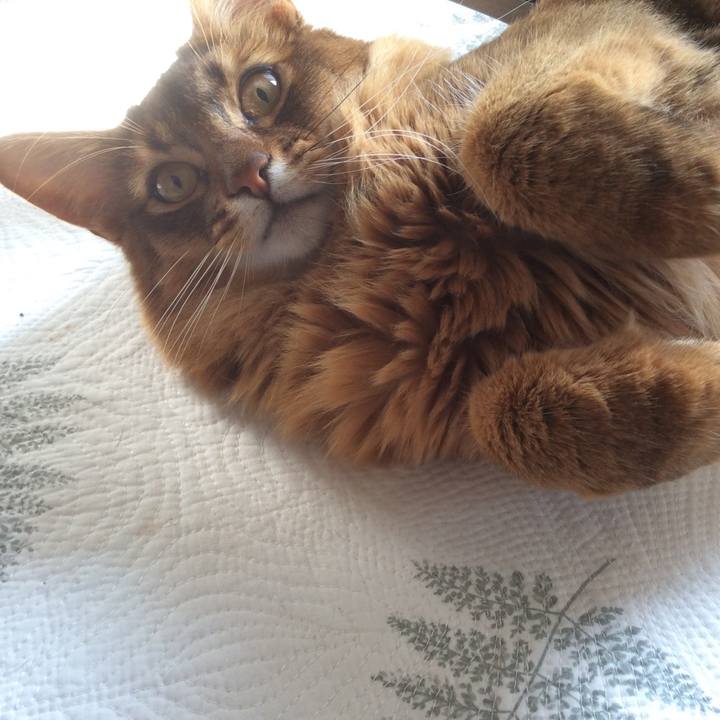 4a722f9c d4b1 4385 96de 4945d6cc1c10 1615789712377