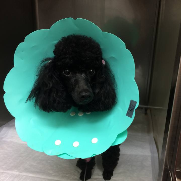 4a7245ac f7c0 4bf8 a9f1 2f071afbe8ea 1527669378337