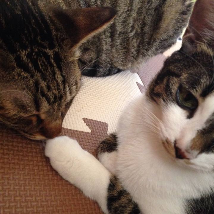 4a7275fd ed4f 4277 b354 8e91081ce986 1511076237643