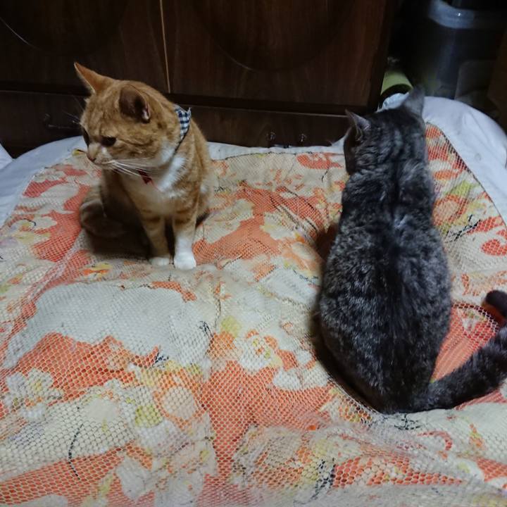 4a7430dd 45e5 4689 8130 576bcc28f0e4 1572521341799