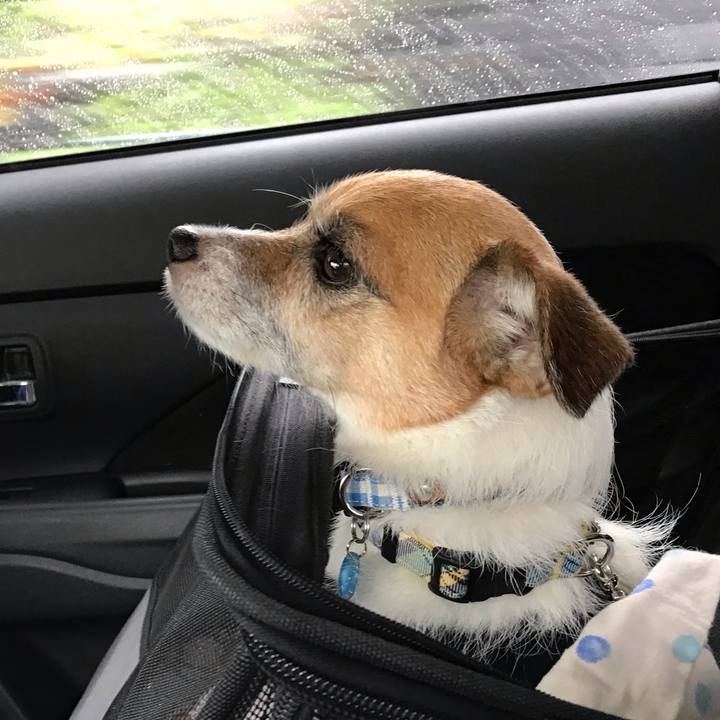 4a76679c ff52 4525 9bf6 830e3b5dbd17 1537507782481