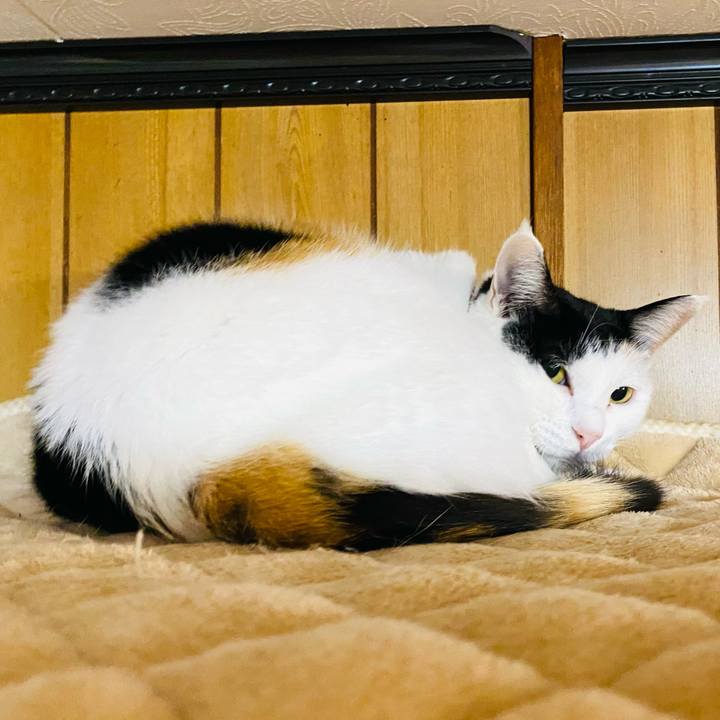 4a769067 bbb9 4d22 8428 08cbcde9278a 1668462986380