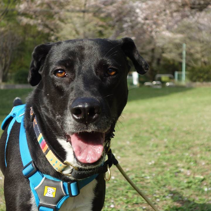 4a76ce05 542a 49e0 999d 675f8539f845 1617150434568