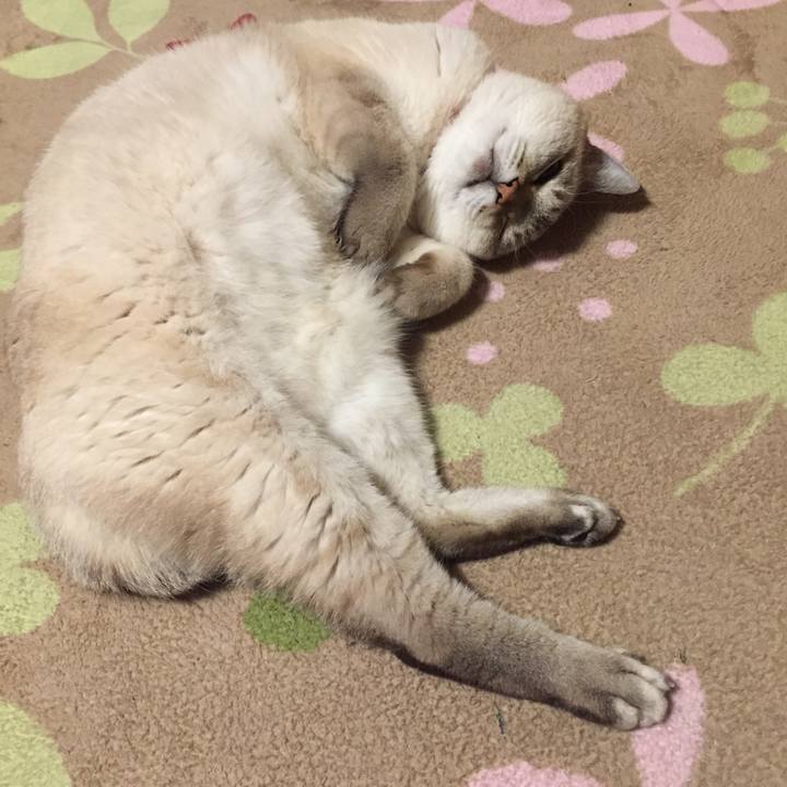 4a7823c3 9a18 4e24 9cfb a8e74511ca9a 1573902644259