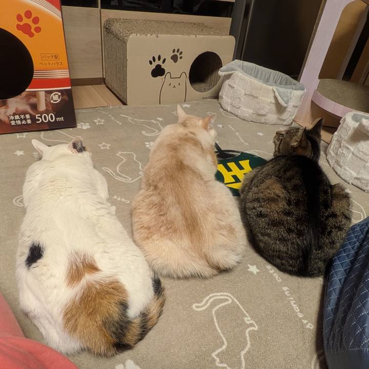 4a788dda cd6f 44e8 aeec 649cf8626bdf 1765030272692