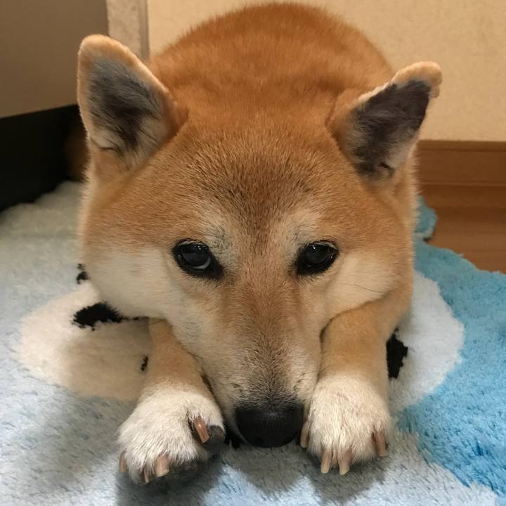 4a794b65 2f10 4b7b 839d e9def3c82091 1525347119619