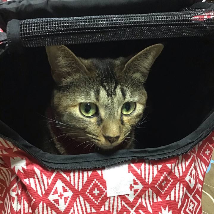 4a79ef51 77dc 4615 8ce8 5a32b10c0eec 1602218081459