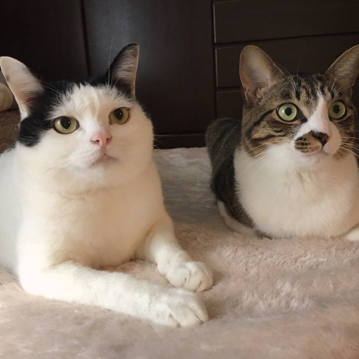 4a7aa421 9768 4e9c 84d5 1e49c2a2e8e4 1546401131785