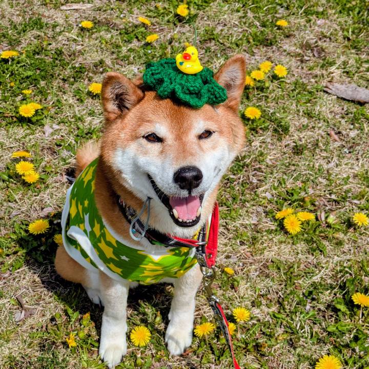 4a7c0cc7 4393 464d 8401 db946cdc17a6 1745407146712