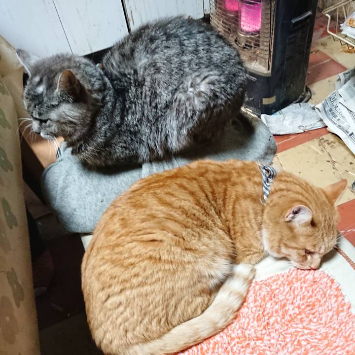 4a7c31a9 10bc 43f8 af34 7eaf8b9aefeb 1576313278815