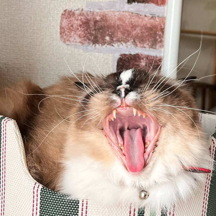 4a7ce296 668a 4187 8710 347fa0097892 1666011714538