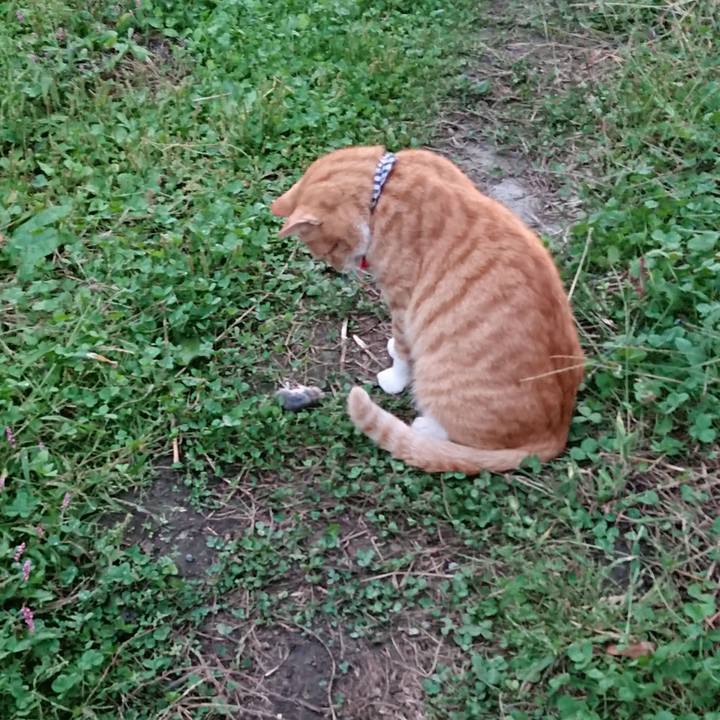 4a7f45d8 6a4e 4938 b478 f9036be4709c 1570351902713