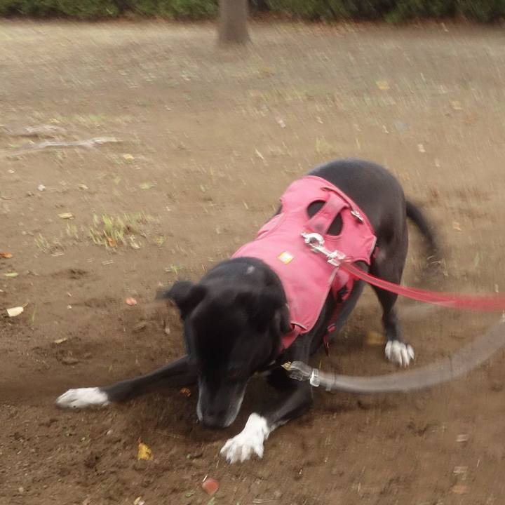 4a7f638f c237 4f86 a1ef cd464d545819 1699843422945