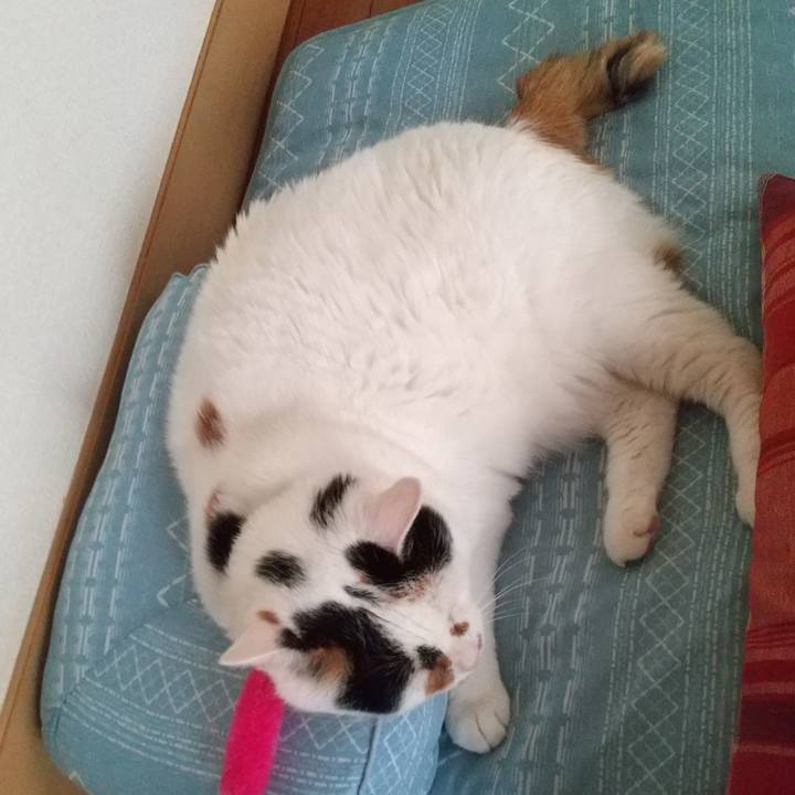 4a812726 2b97 49ff 85fb cbdf87b5bdd5 1656838796376