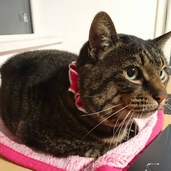 4a813424 c512 4340 9743 8ed6f354cbe3 1514069852768