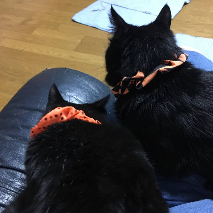 4a823fc5 a125 4136 91bf dec78ac0108c 1540559199605