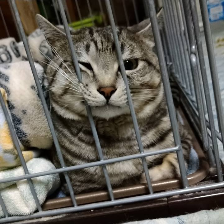 4a82b1ce 7f1f 40a3 afba e387aa09d189 1587207321387