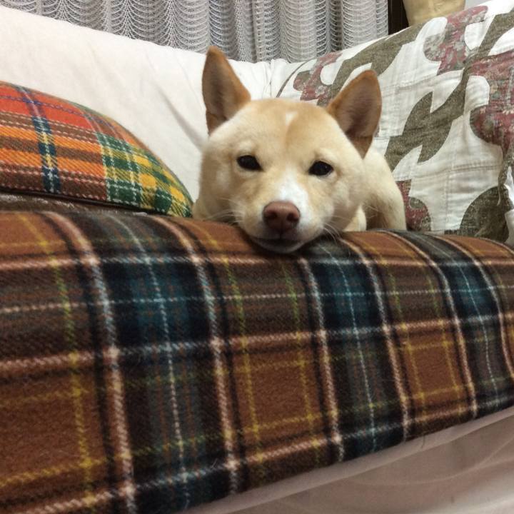 4a82c312 e07b 4018 b3eb d6cb3cceeb5b 1511528957181