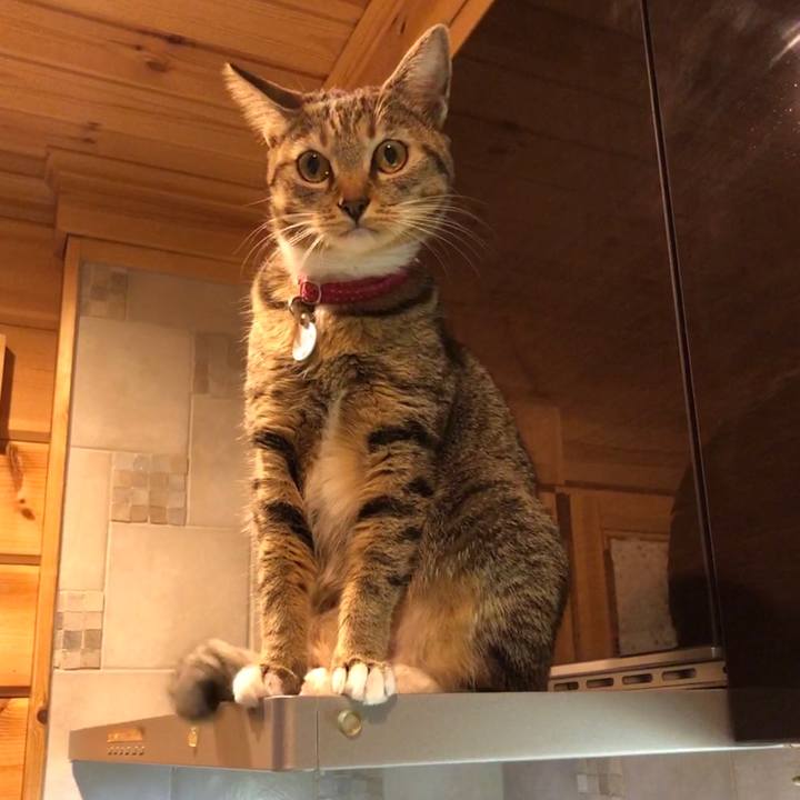 4a841b80 087c 485b 87ab ddb3f61da53b 1576225718672