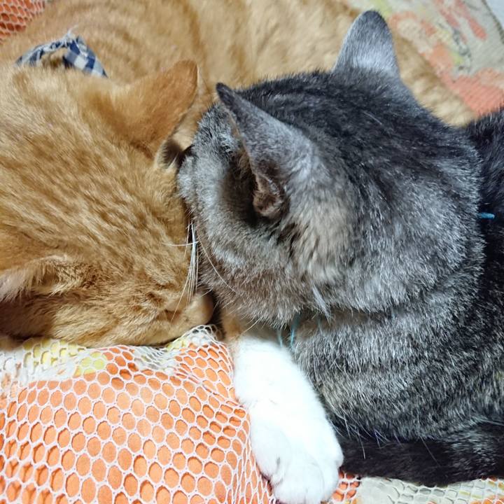 4a86c3c4 8075 421f 93de f0d20257ad7a 1573736587141