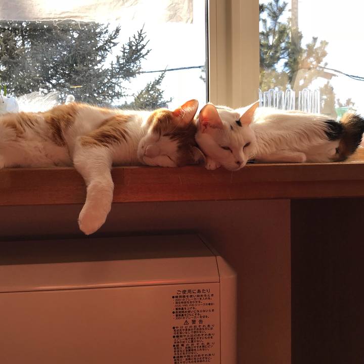 4a87552b c875 4abe a292 2ed216fb21ba 1521586071942