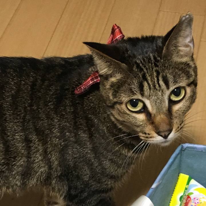 4a87e844 e67e 4e42 99df 8fbbaafb99b2 1545437896813