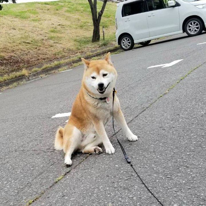 4a887af1 828d 4f3f 901a 7885d4e9350c 1590474727707