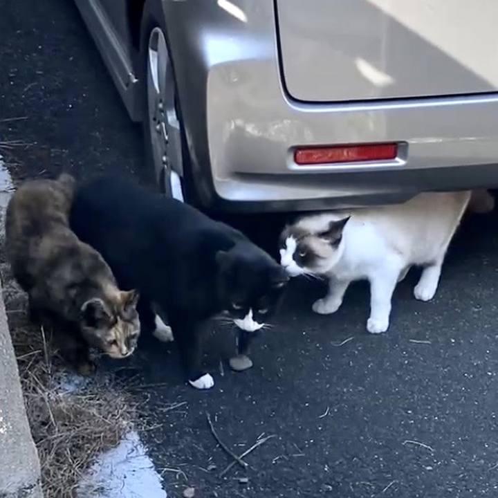 4a888c0d fc6b 4344 8d14 6ecccf46f6f9 1734292317190