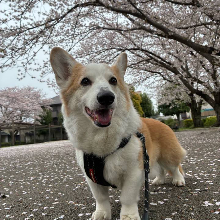 4a8ac259 1aca 4f71 b767 6308d0dce3e3 1775358243655