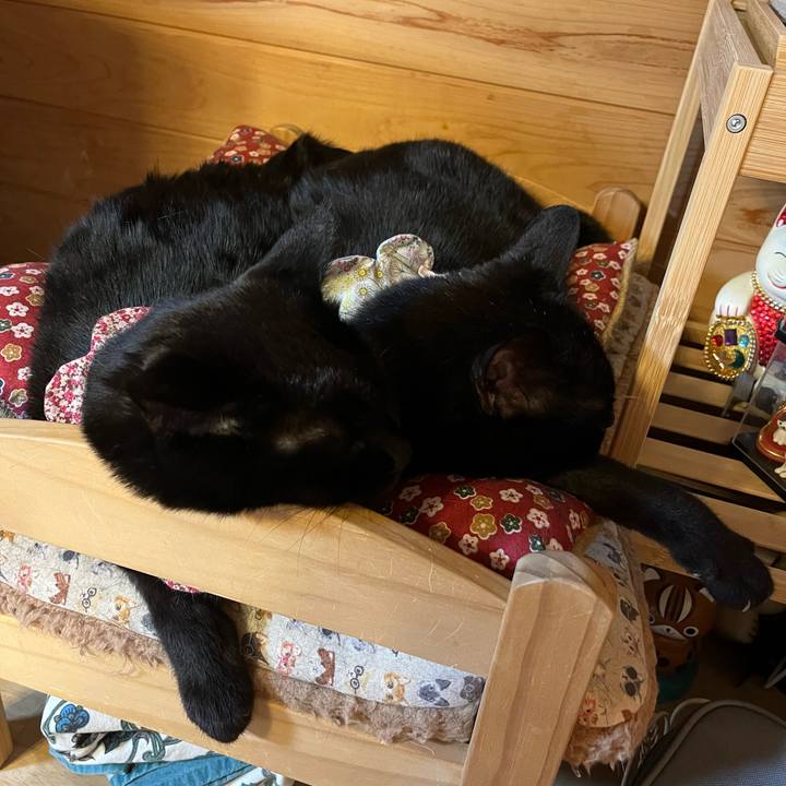 4a8c2b78 e9cb 4e98 8550 41f93def4f62 1735611981426