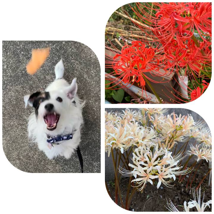 4a8d5e77 de31 45b7 897b 03bf51ee192b 1664353068314