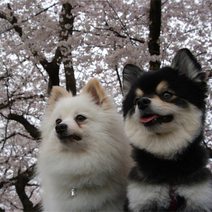 4a904cf9 39c3 4a7d 8907 6b510c502a60 1554312289250