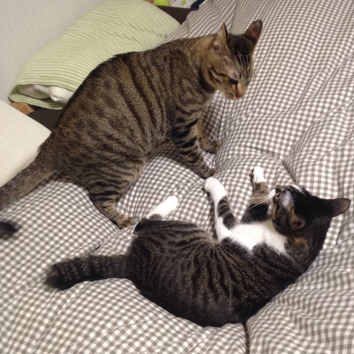 4a906b02 5ce0 4b48 ba4f 41dcb181d34d 1512716269526