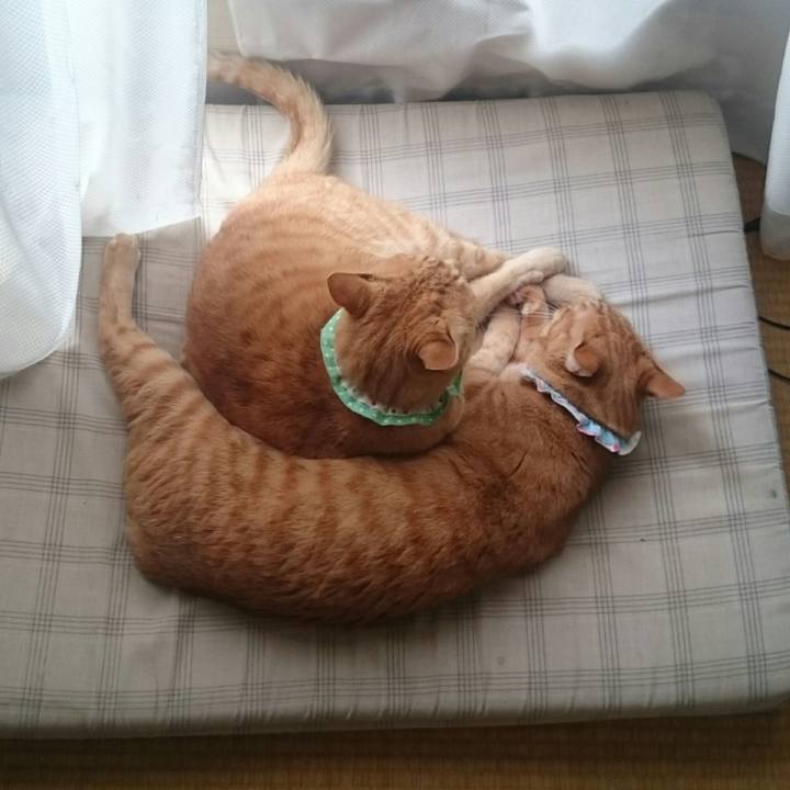 4a90a2fb 2820 42bf 9320 7a63558d4b31 1525143402088