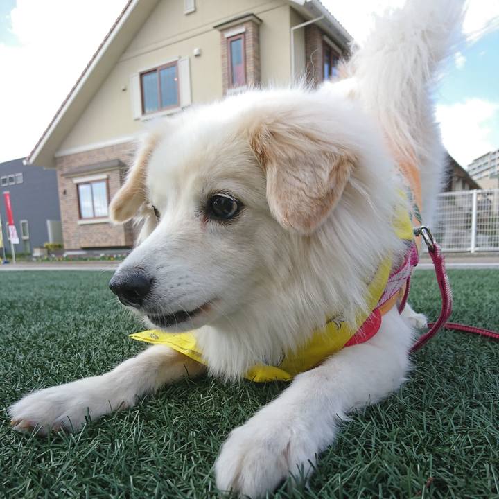 4a9283a2 88f3 43f2 9b6c 761135dc7a87 1541845556012