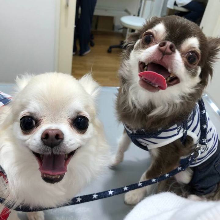 4a966d16 9665 43ce 8a6d ce4caaa938de 1586530163791