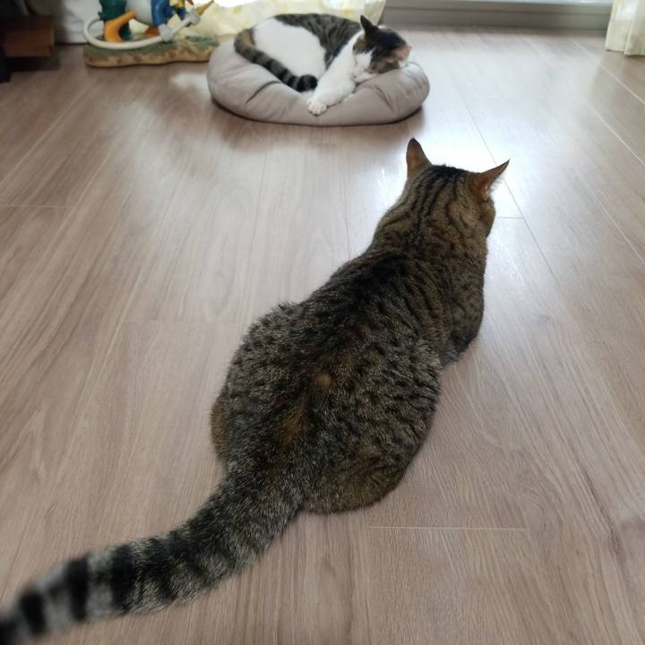 4a97e514 7bd3 4eb7 9c24 a2ebd25697ac 1591046984003