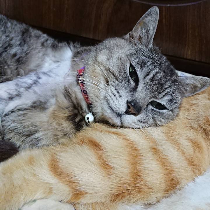 4a9907d1 11b8 41ae 955f d384fbc334d4 1590236513321