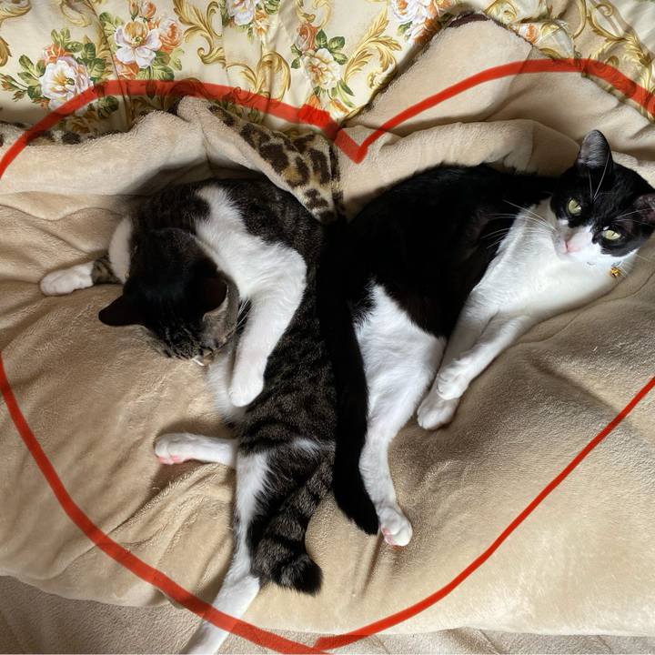 4a99857a fbb4 47c5 973d 4048346316cb 1762834816446