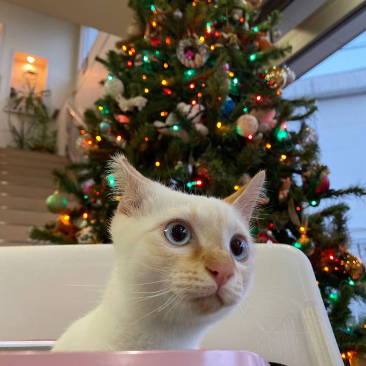 4a9b920c f4b0 4fe9 8636 b0cd35bcc025 1576985881864