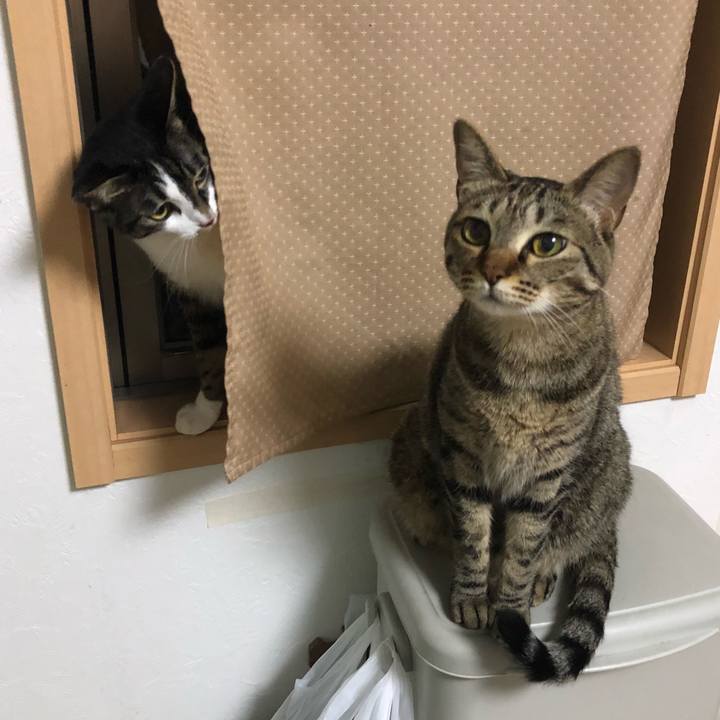 4a9bcc0f b4cb 45ec 9aac 290117a2ec8e 1527795423887