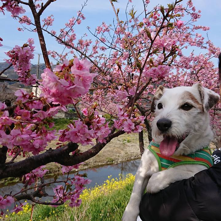 4a9defdf 7887 4105 af96 a979393f5e7e 1551022053298