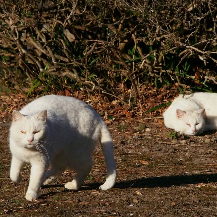 4a9ff4e6 4d3c 4c64 9323 a3d449bd8175 1521361983744