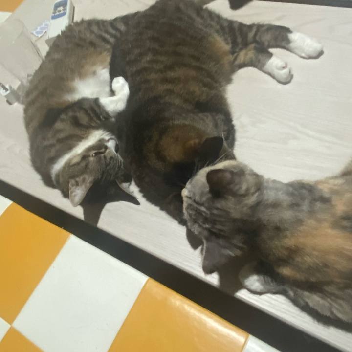 4aa02bb9 dad5 481c 847b a5c6f520b753 1723918418962