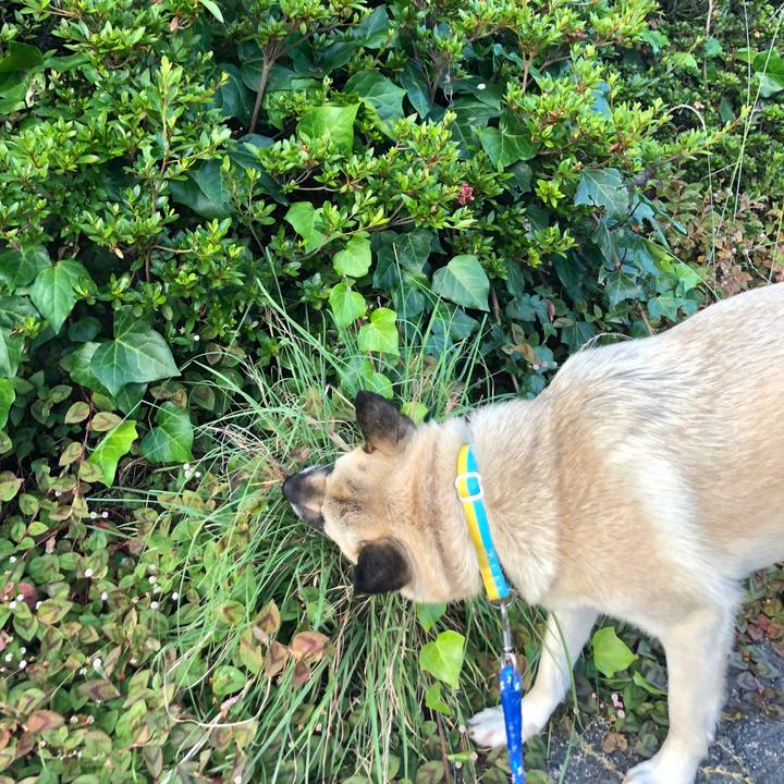 4aa0fa31 86a4 4677 9a5d 9f881b51aecb 1592917466710