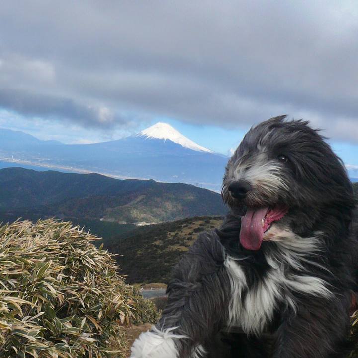 4aa1de2b 7ac0 4357 a599 d8d027e83b17 1517390806468