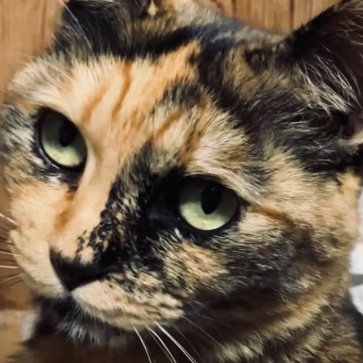 4aa4ee5b 0f8e 43f1 89c9 613eecf882e5 1733421701500