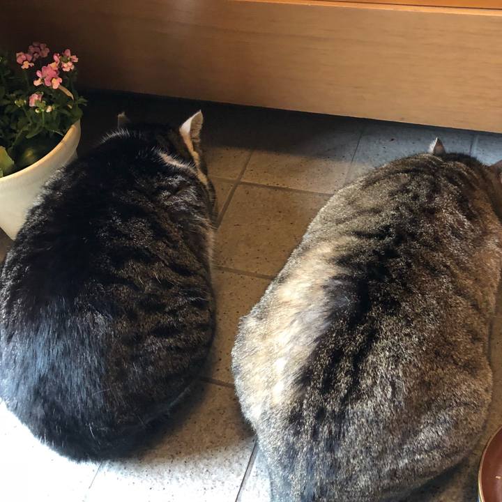 4aa6d460 c266 4f7f 87f1 39e109360df4 1549443827849